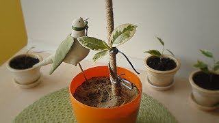 #2. Фикус. Формирование спирального штамба. Вторая формирующая обрезка.