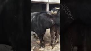mating animals,New Horse mating 2016   Animals mating   Funny Animal, Funny Videos 2016 11