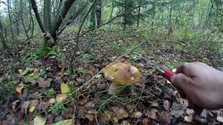 Грибы осенью (выход в лес за грибами)