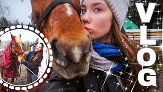 VLOG'и С КОНЮШНИ | Моя свино-лошадь и несчастная попона