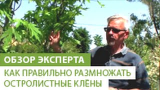 Как правильно размножать остролистные клёны. Как правильно высаживать клёны.