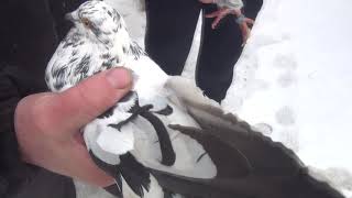 Николаевские Голуби Города Макеевки. Голуби Руслана.