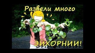ЦВЕТУЩИЙ ВОДНЫЙ ГИАЦИНТ (Eichornia crassipes) Так он растёт в естественных условиях в Малайзии