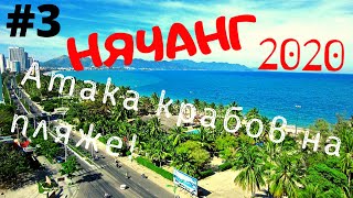 #3 в Нячанге l Вьетнам в январе 2020 l Атака крабов на пляже