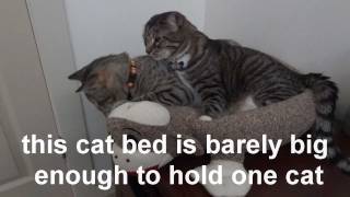 Oskar the Blind Kitten & Klaus: Feline Bromance in Omaha