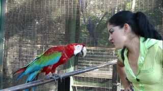 Guacamaya Roja bailando y hablando