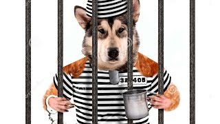 Аляскинский Маламут в заключение/ Alaskan Malamute imprisoned