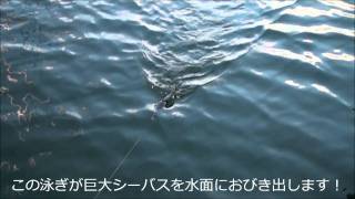 ティンバーフラッシュのスーパースロー映像①