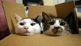 Como Fazer Brinquedos Para GATOS Com Caixa de Sapato (Eles Gostaram?)