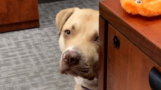 Shelter dog didn't have long to live. So naturally this woman adopted her.