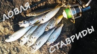 Спиннинг на Черном море  Ловля ставриды с берега