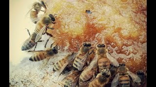 ПРЯМОЙ  ЭФИР. ОТВЕТЫ НА ВОПРОСЫ. Ловля бродячих роев. Про Бакфаст. Пчеловодство общие вопросы.