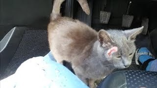 кошка  -  брошенка на парковке