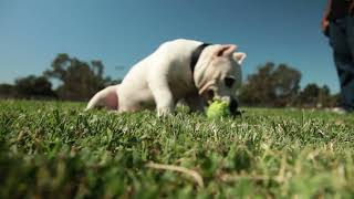 Pitbull Weight Pulling: Presented by Bully Max Dog Supplements