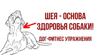 Догфитнес. Шея - основа здоровья собаки
