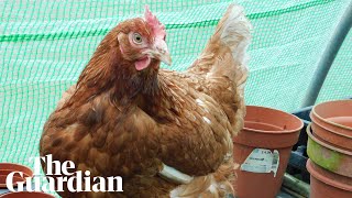 How half a million hens were saved from slaughter