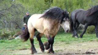 Tronhus 2010