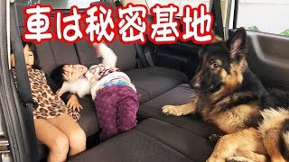 日産セレナ秘密基地　シェパード犬と子供達　秋田犬　遊びません