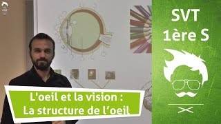 SVT : L'oeil et la vision : La structure de l'oeil