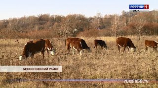 В Бессоновском районе разводят герефордов и казахских белоголовых