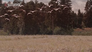 Welcome to Finland - Nature Documentary (HD)