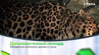 Дальневосточный леопард | Природа | Телеканал "Страна"