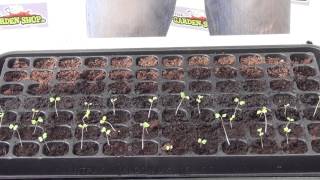 Sowing Lettuce Indoors - How to Thin Lettuce Seedlings & Sowing a Sucessional Crop
