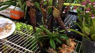 Repotting My Nepenthes Carnivorous Pitcher plant. Nepenthes care and culture tips in the greenhouse.
