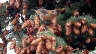 Шишкар ялиновий, , Red Crossbill, Loxia curvirostra, Клест-еловик