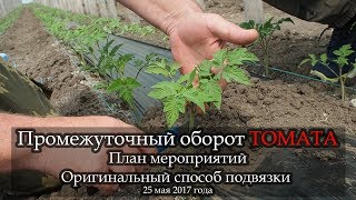 Промежуточный оборот томата. Оригинальный способ подвязки