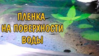 ПЛЕНКА В АКВАРИУМЕ. ВИДЫ, СПОСОБЫ БОРЬБЫ И ПРИЧИНЫ ПОЯВЛЕНИЯ.