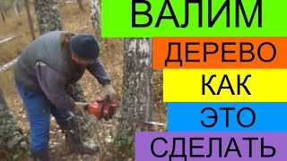 КАК ПРАВИЛЬНО ВАЛИТЬ ИЛИ ПИЛИТЬ ДЕРЕВЬЯ