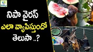 Nipah Virus Can Spread With These Animals - Health Tips In Telugu || mana Arogyam
