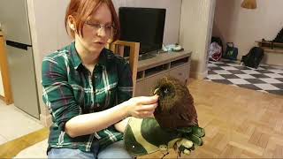 Стрим Перед Рептилиумом Из Питера