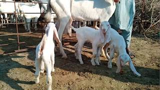 Goat farming .rajan puri goats for sale 3bachon wali bakri.تین بچوں والی بکری