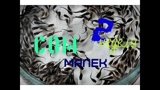 Клариевый сом. Малек 2 недели от икры.