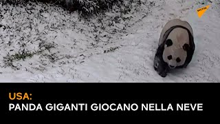 USA: panda giganti giocano nella neve