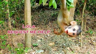 Baby Lola looking me many times - Lola needs me help her while stuck on tree