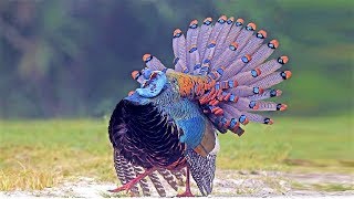 10 Most Beautiful Turkeys In The World
