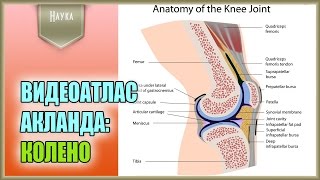 Легендарный видеоатлас доктора Роберта Акланда по анатомии человека. Колено