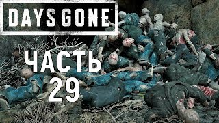 Days gone|Жизнь после прохождение➤Часть 29➤Орда с озера Пэтженс.
