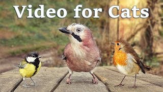 Videos for Cats to Watch - 8 Hour Bird Bonanza