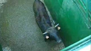 www.ganaderiaelparralejo.com Ganaderia de Toros Bravos