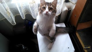 Кошечка очень хочет кушать?
