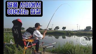 말풀 사이에서 이어지는 황금붕어의 입질