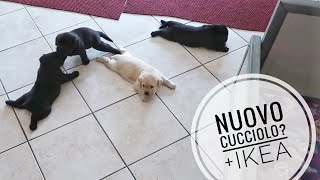 VADO A VIVERE DA SOLA #11 Prendo un cucciolo per la casa nuova? + Ikea e Leroy Merlin | Marta Assi