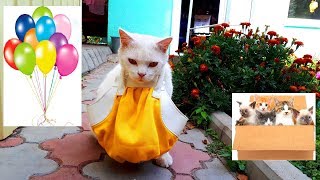 КОТ ИДЕТ в МАГАЗИН * Смешные Коты и Кошки Fanny cats