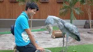 Shoebill getting meal from her favorite keeper☆だいすきな飼育員さんにごはんをもらうハシビロコウのふたば!