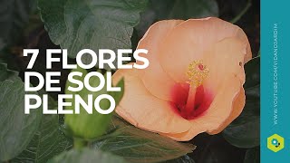 7 LINDAS FLORES de SOL PLENO para ter no seu JARDIM
