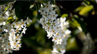 С. Рахманинов  Рапсодия - S. Rachmaninoff's Rhapsody on a Theme of Paganini